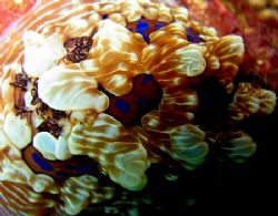 Beautiful Nudibranch detail. Alderman Islands, New Zealand. by Jayne Dennis 